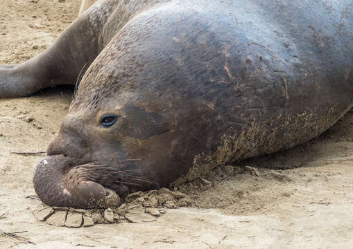 Image de Éléphant de mer du nord