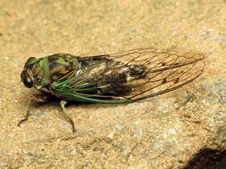 Image of Linne's Annual Cicada