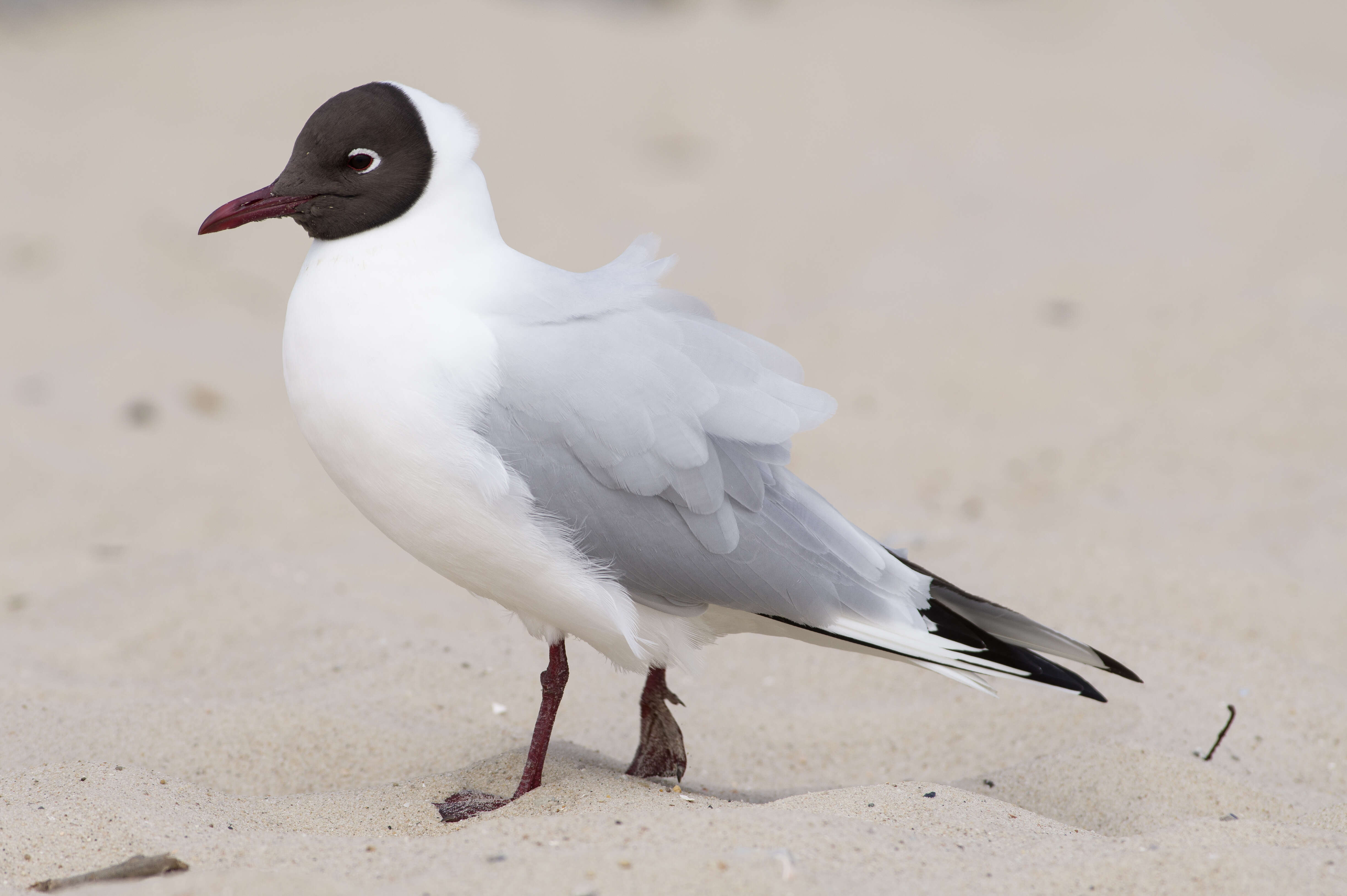 Image of Black-headed Gull