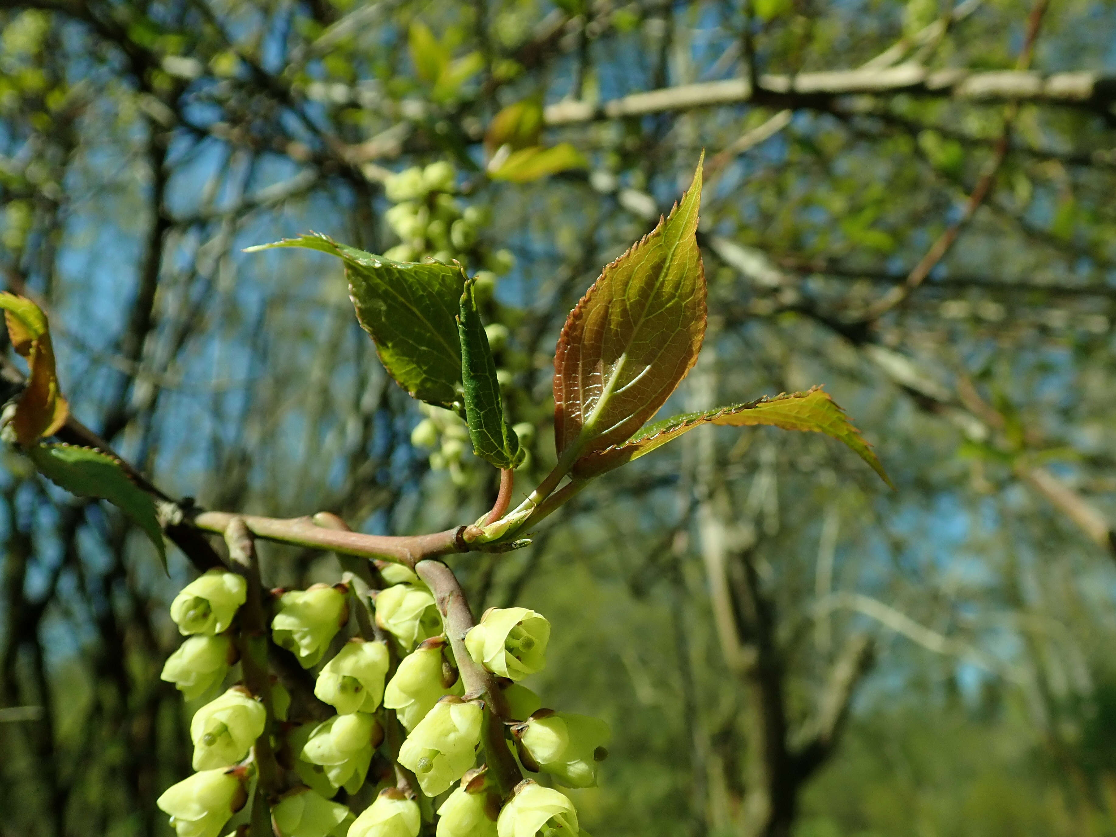 Image of Stachyurus praecox Sieb. & Zucc.