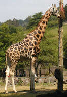 Image of Giraffe