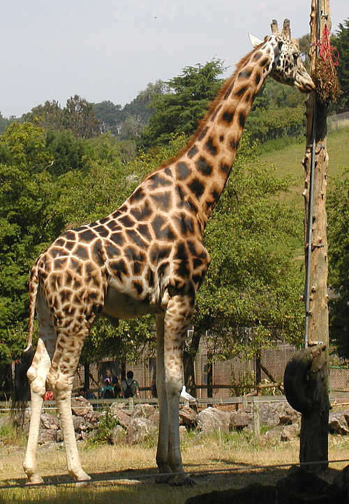 Image of Giraffe