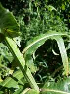 Image of marsh sow-thistle