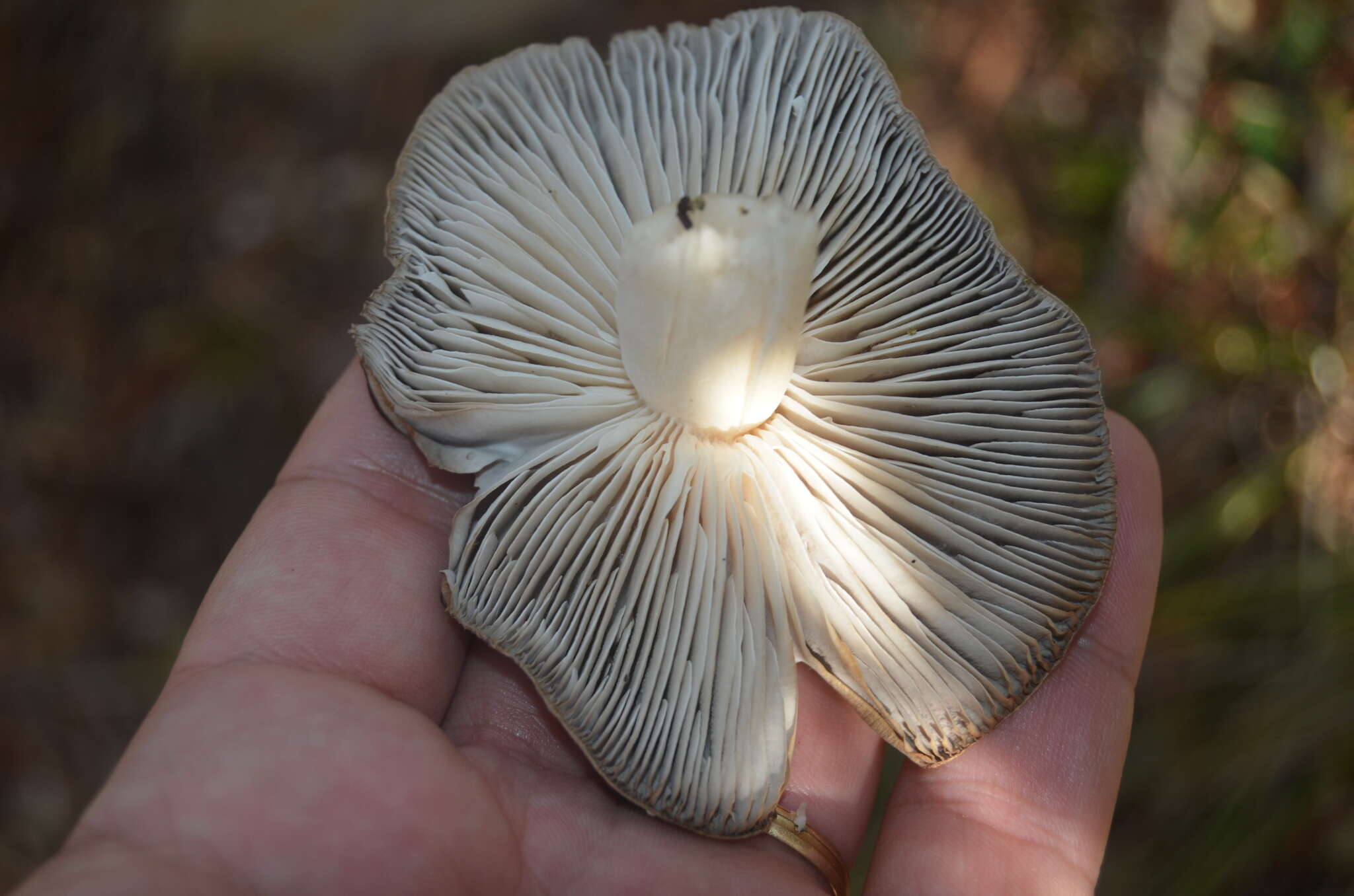 Image of Grey Agaric