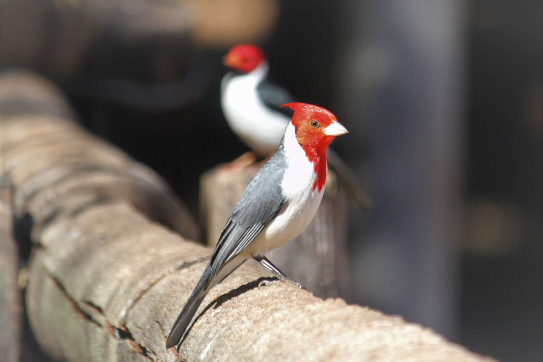 Image of Red-crested Cardinal