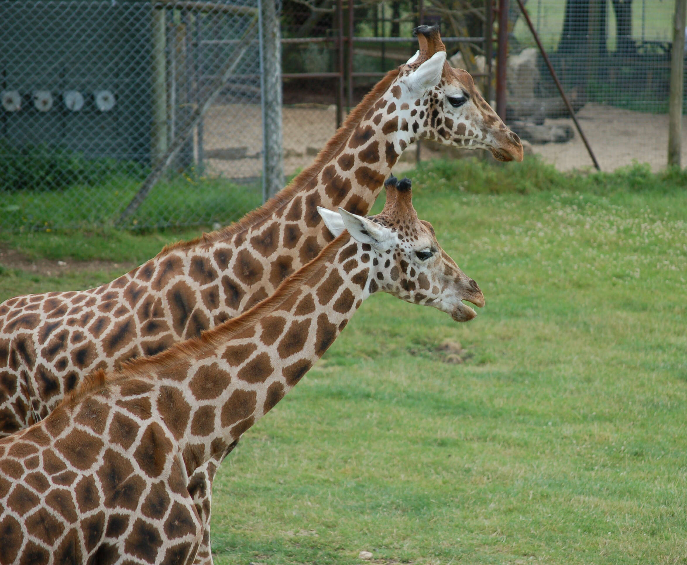 Image of Giraffe