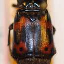 Imagem de Nicrophorus (Nicrophorus) quadraticollis (Portevin 1903)