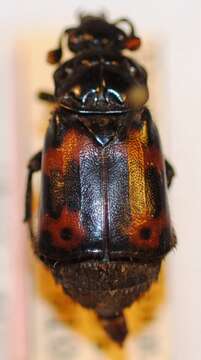 Image of Nicrophorus (Nicrophorus) quadraticollis (Portevin 1903)