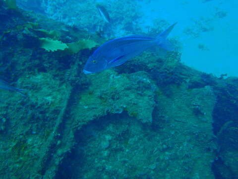 Image of Blue morwong