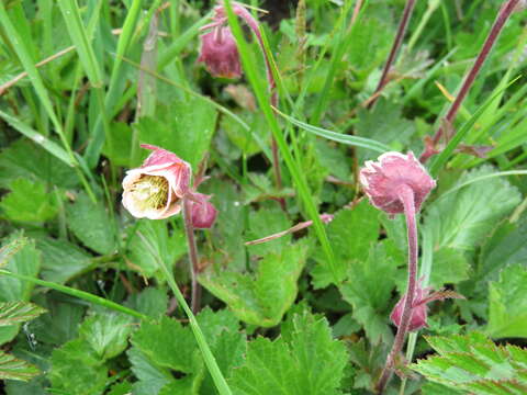 Image of Water Avens