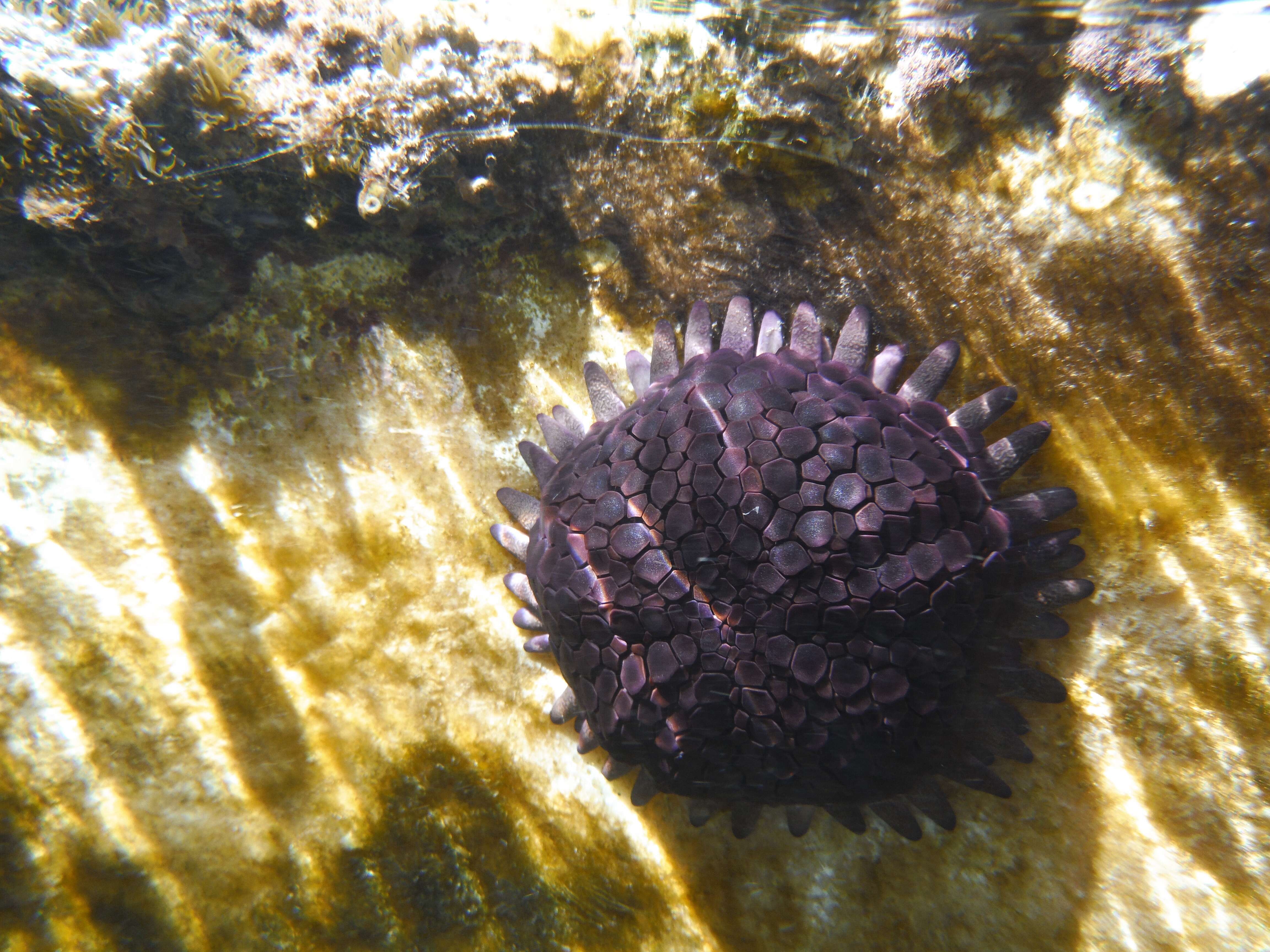 Imagem de Colobocentrotus subgen. Podophora L. Agassiz 1840