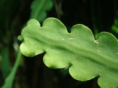 Imagem de Rhipsalis crispata Pfeiff.