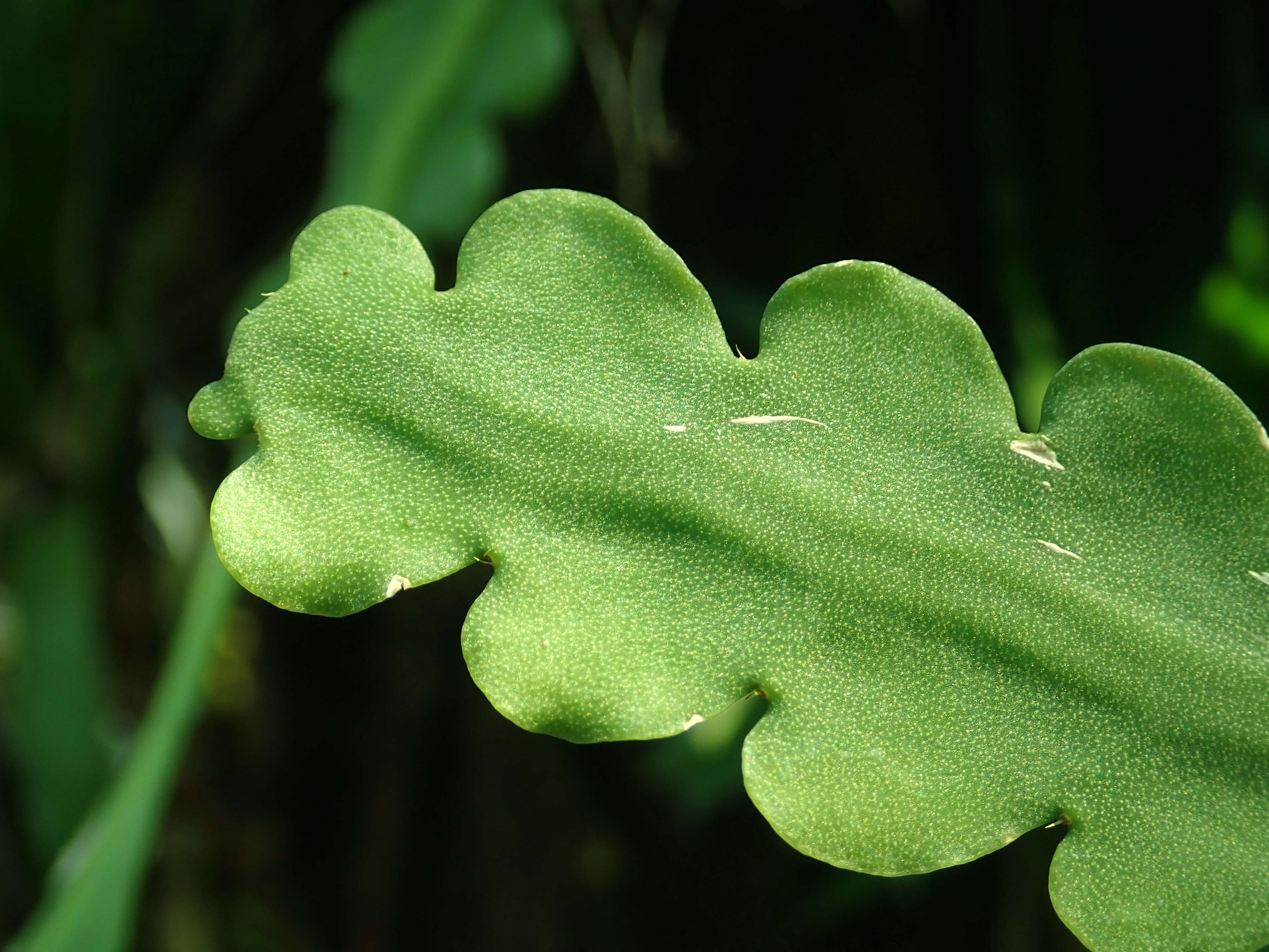 Image of Rhipsalis crispata Pfeiff.