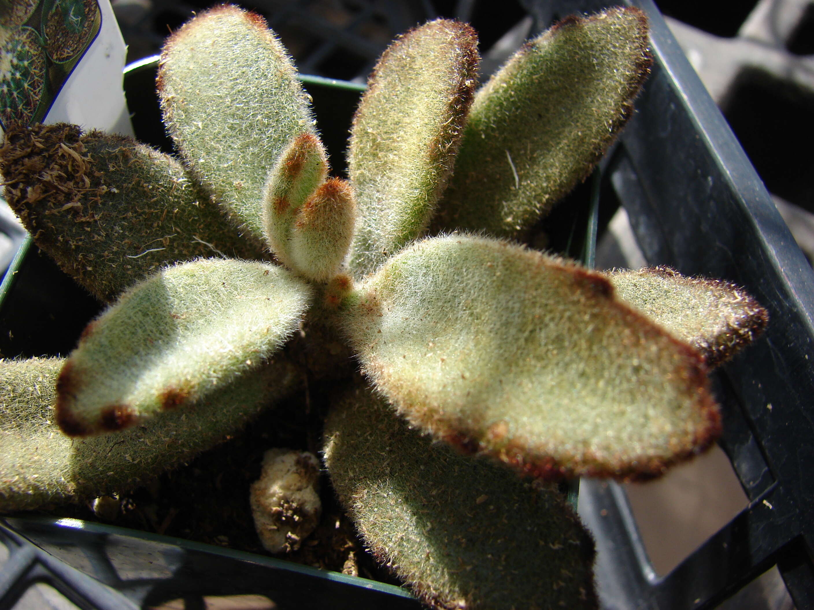 Image of Kalanchoe tomentosa Baker