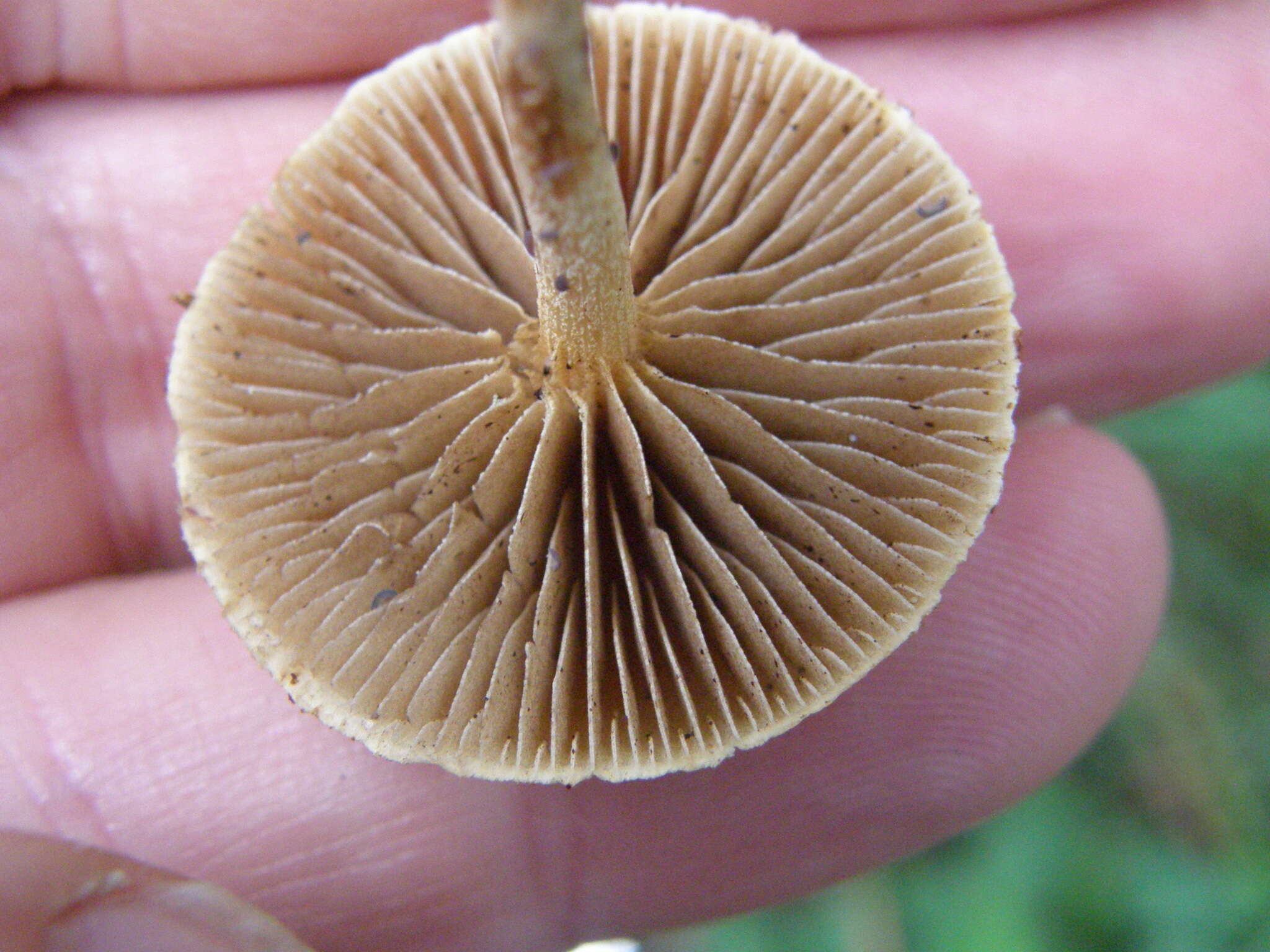 Image of common agrocybe