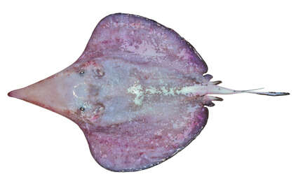 Image of sixgill stingrays