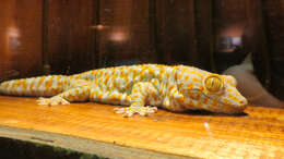 صورة Gekko gecko (Linnaeus 1758)