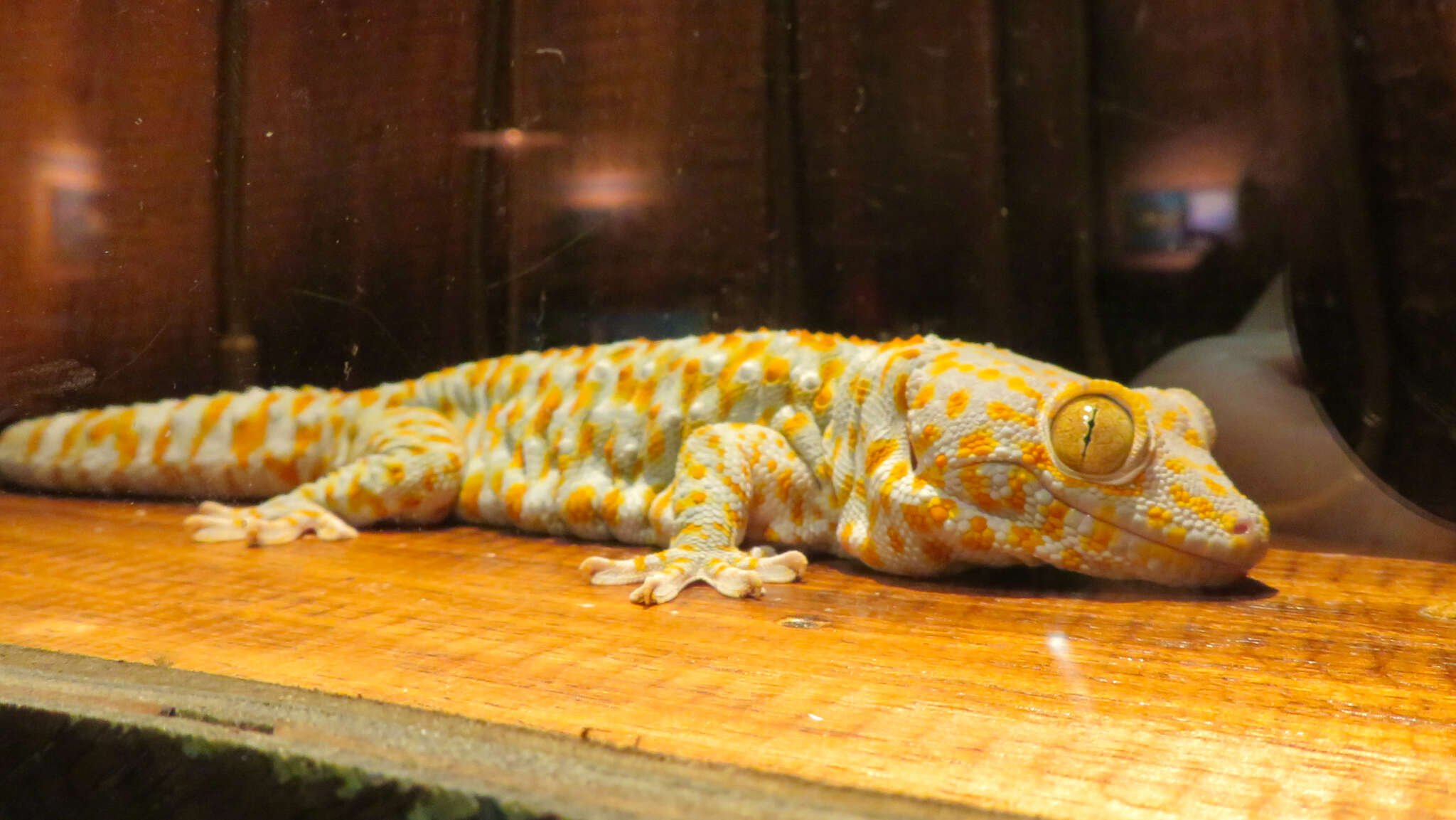 صورة Gekko gecko (Linnaeus 1758)