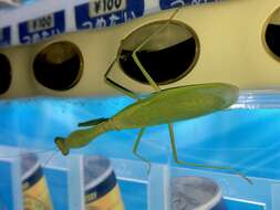 Image of Giant Asian Mantis