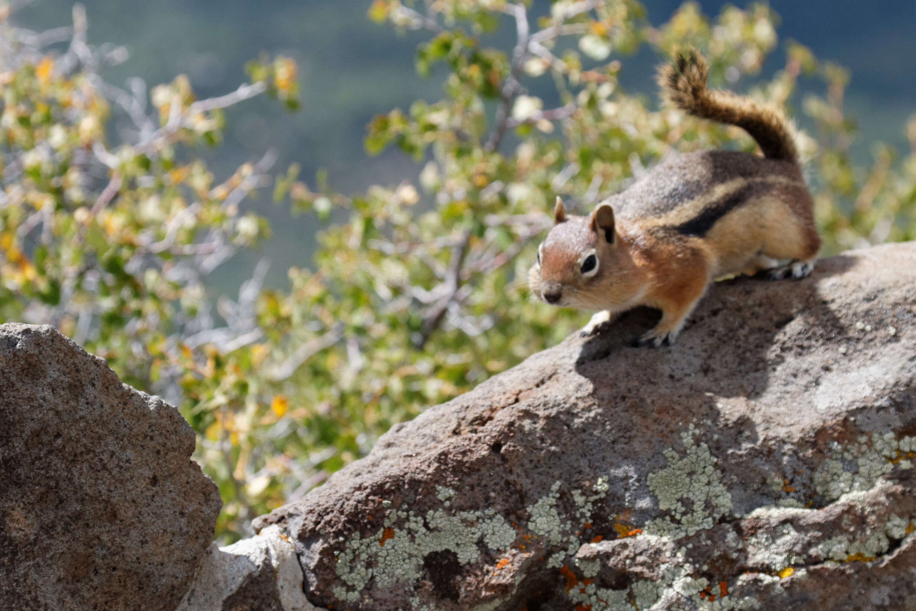 Callospermophilus Merriam 1897 resmi