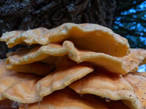 Image of Bracket Fungus