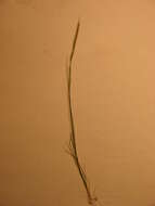 Image of rat's-tail fescue