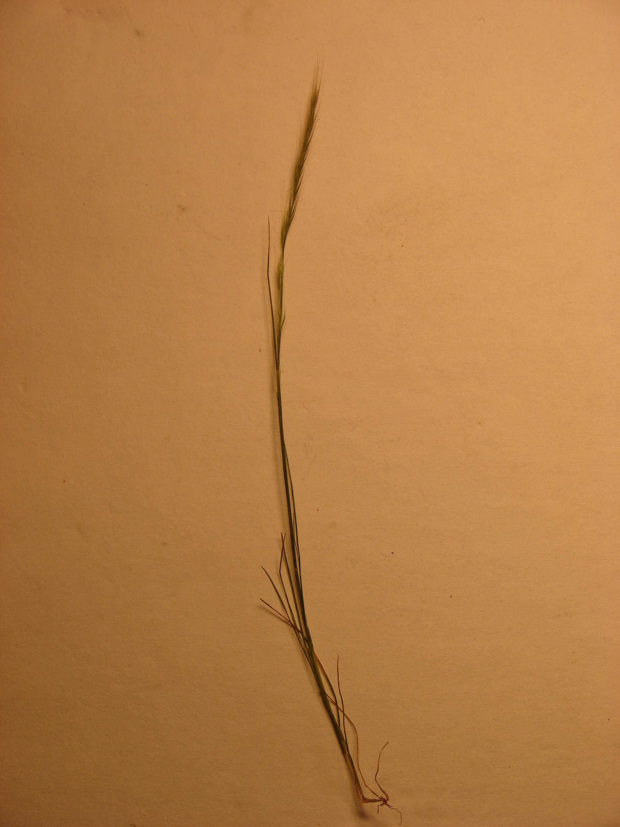 Image of rat's-tail fescue