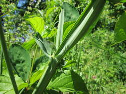 Lathyrus latifolius L. resmi