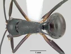 Image de Polyrhachis hippomanes Smith 1861