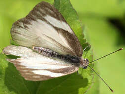 Image of Western Striped Albatross