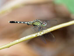 Image of Diplacodes trivialis (Rambur 1842)