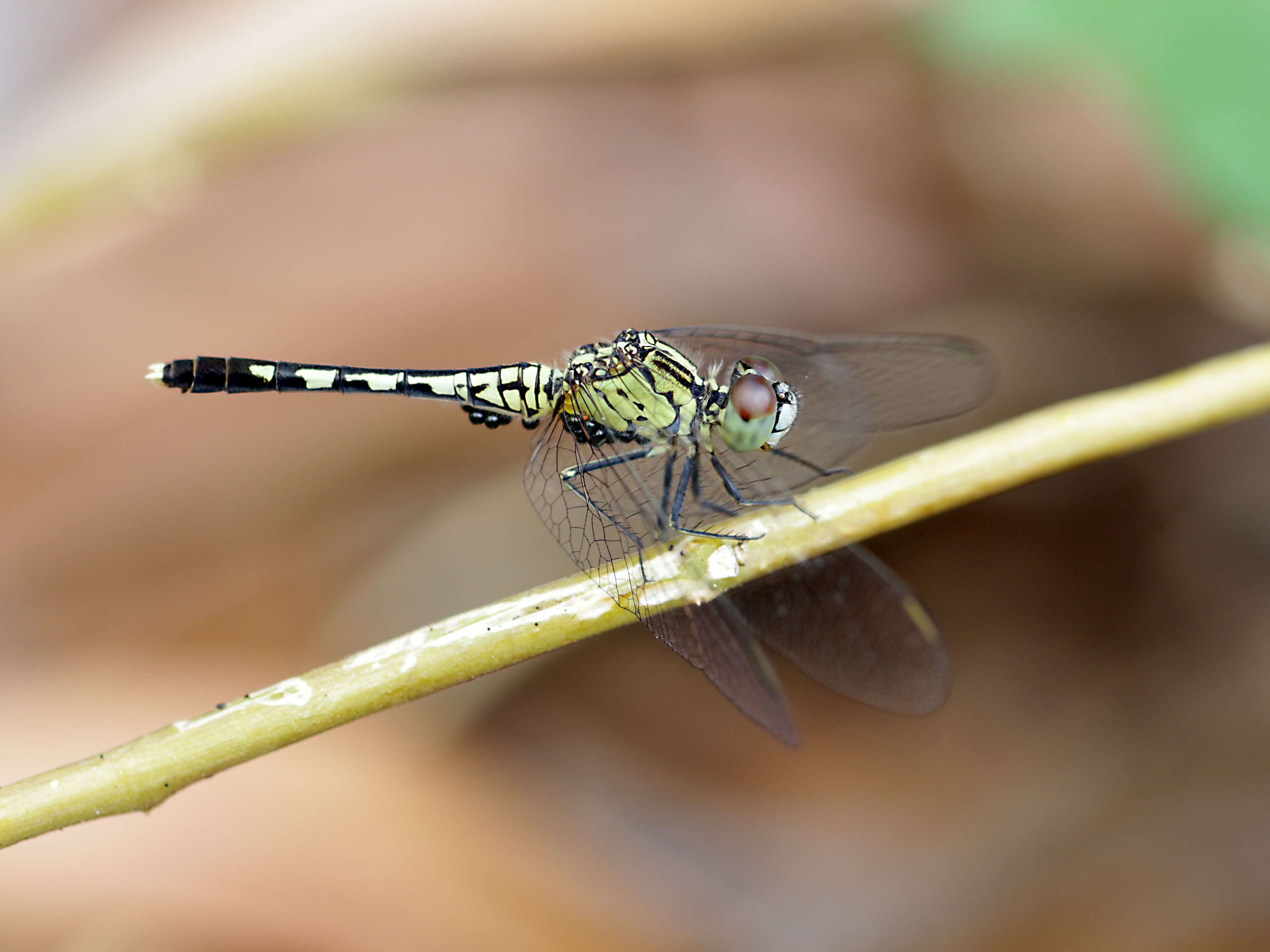 Image of Diplacodes trivialis (Rambur 1842)