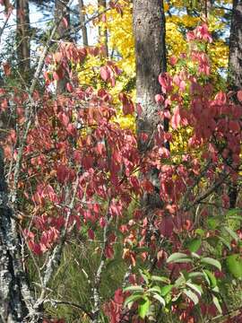 Image of Euonymus verrucosus Scop.