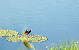 Image of Wattled Jacana