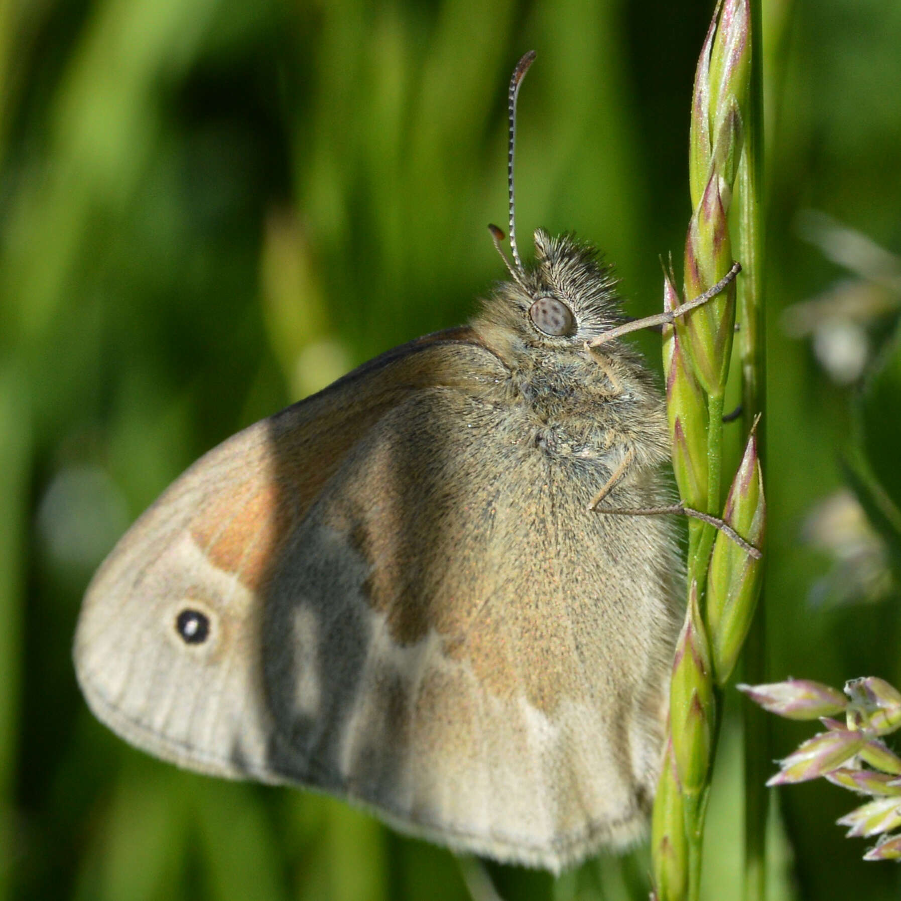 Image of Common Ringlet