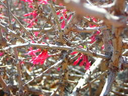 Image of Fuchsia lycioides Andr.