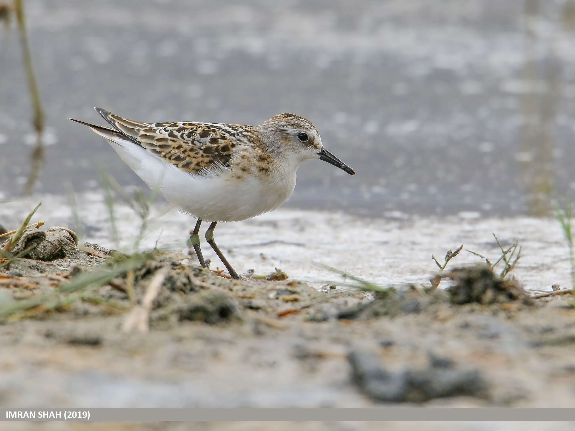 Image of Little Stint