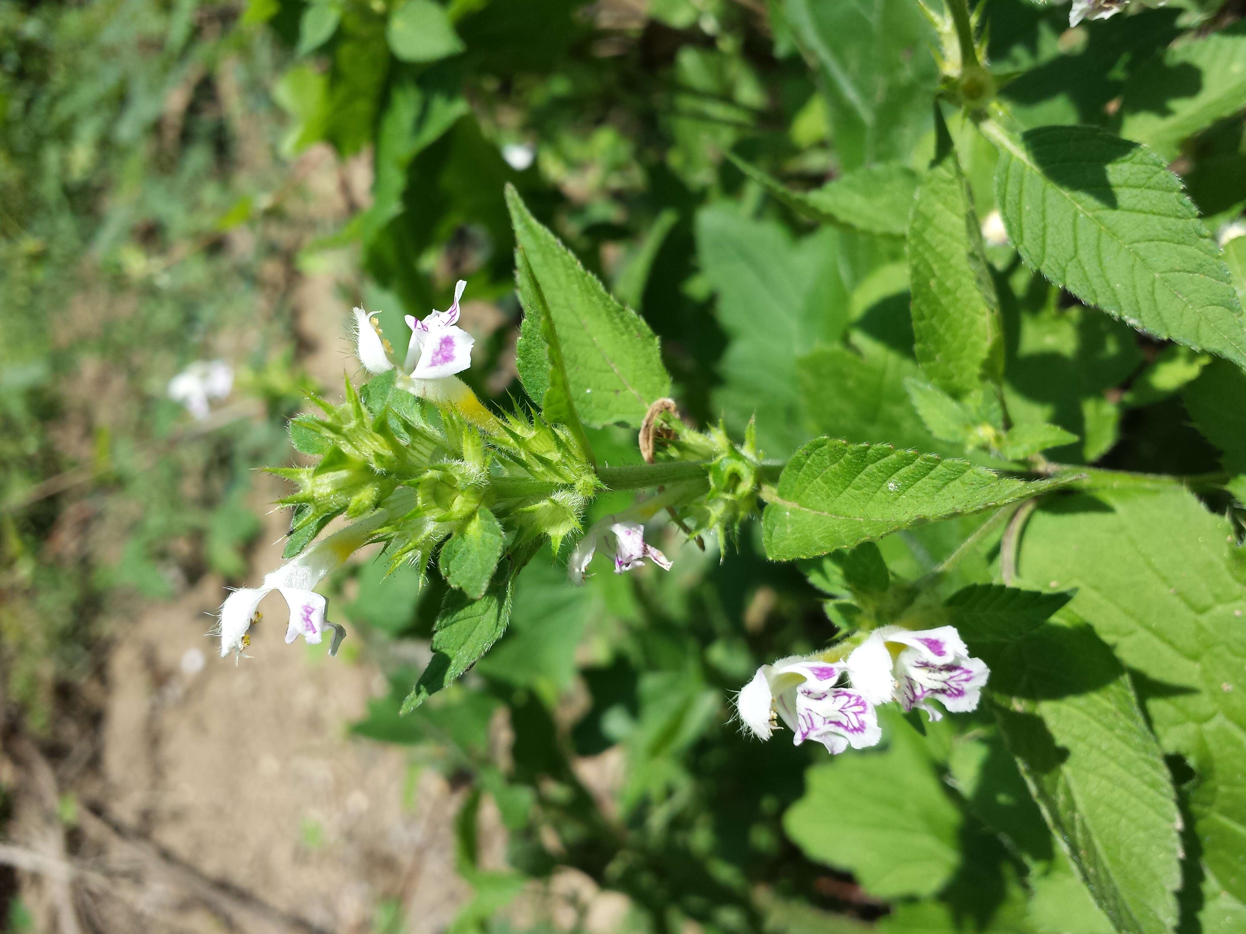 Image of Downy Hemp Nettle