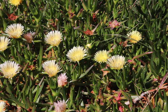 Imagem de Carpobrotus edulis (L.) N. E. Br.