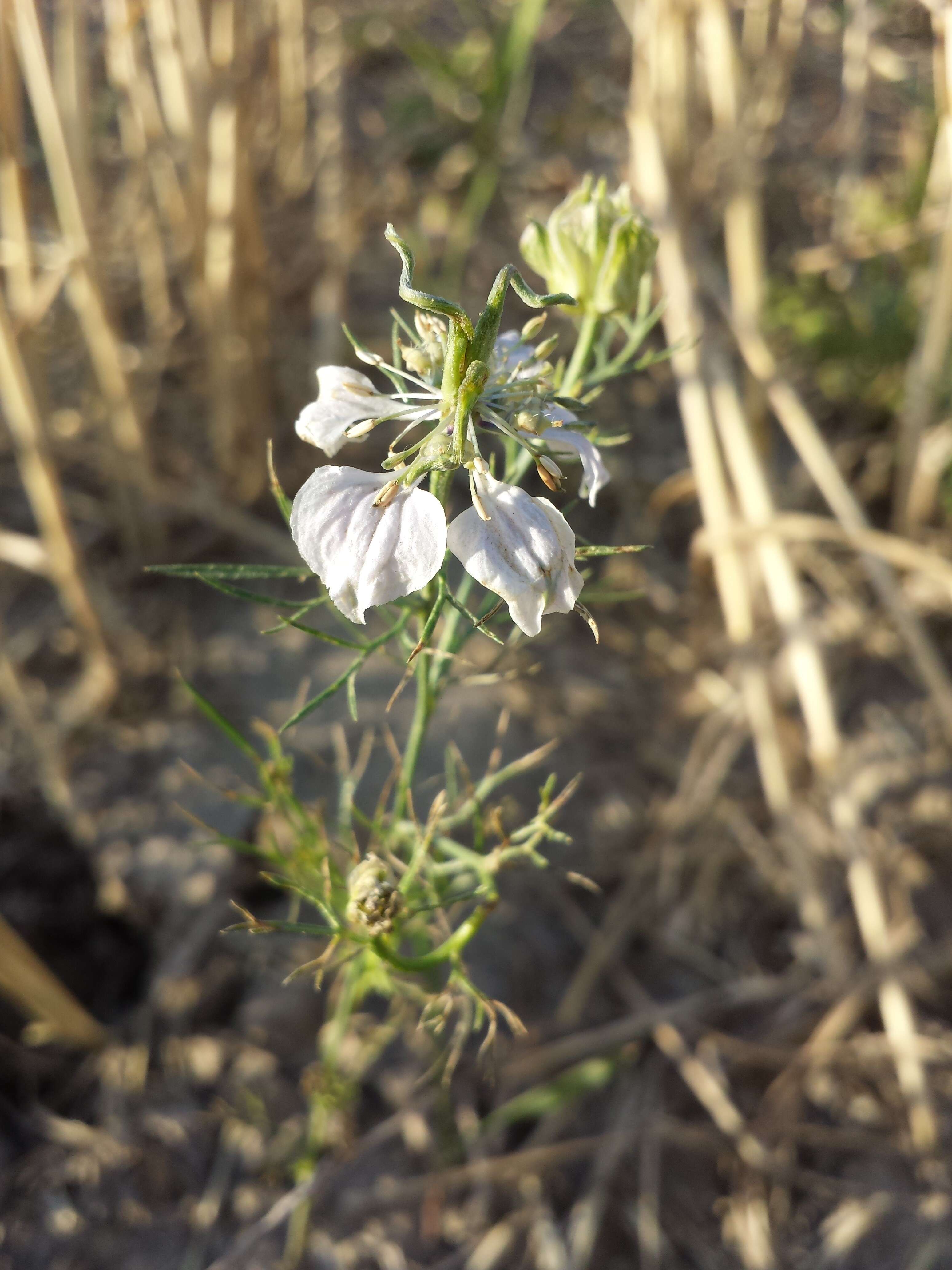 Nigella arvensis L. resmi