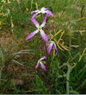 Image of night scented stock