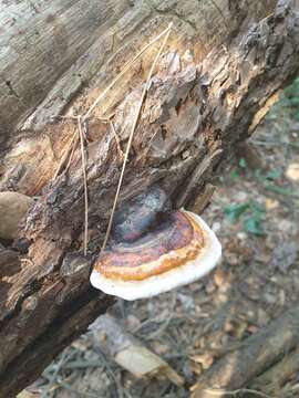 Image of Red-banded bracket