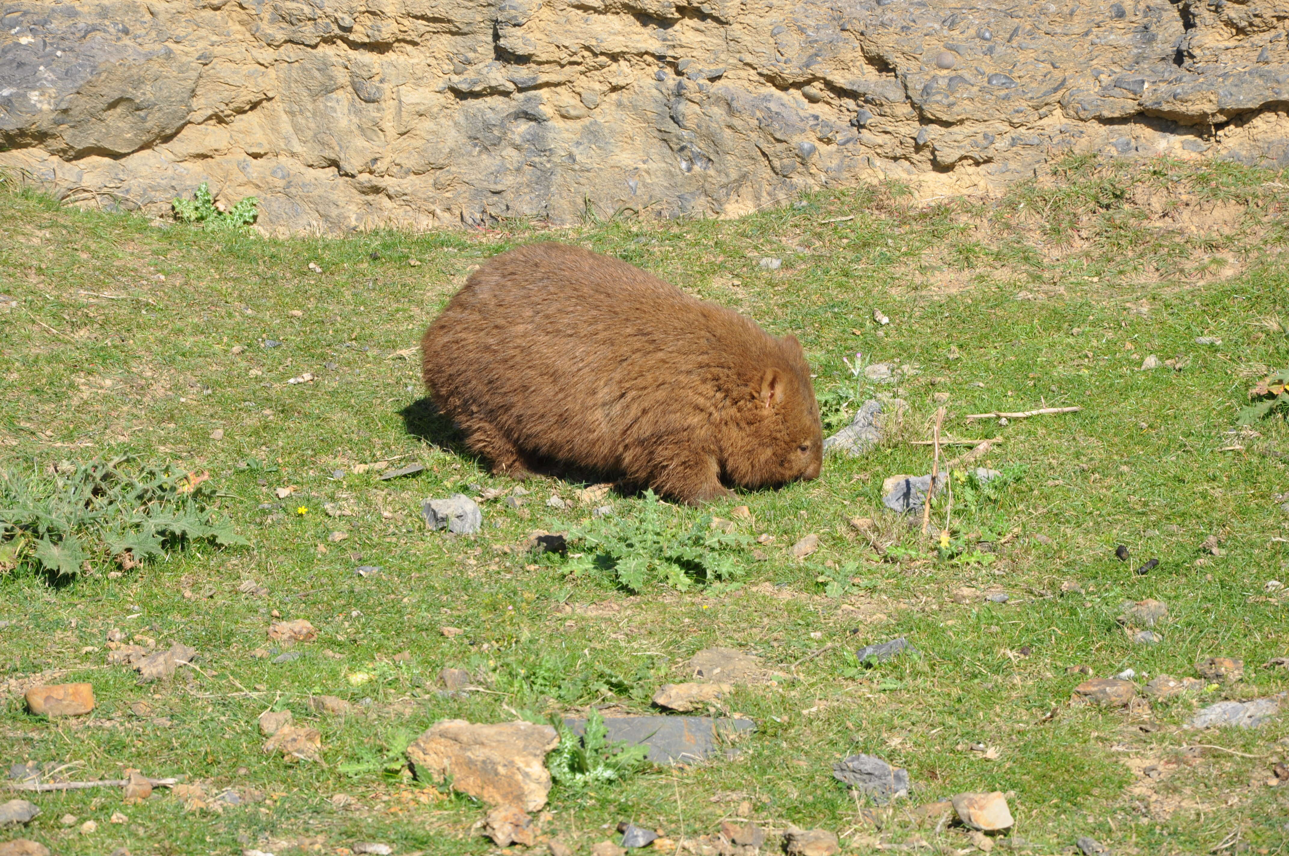 Image of Bare-nosed Wombats