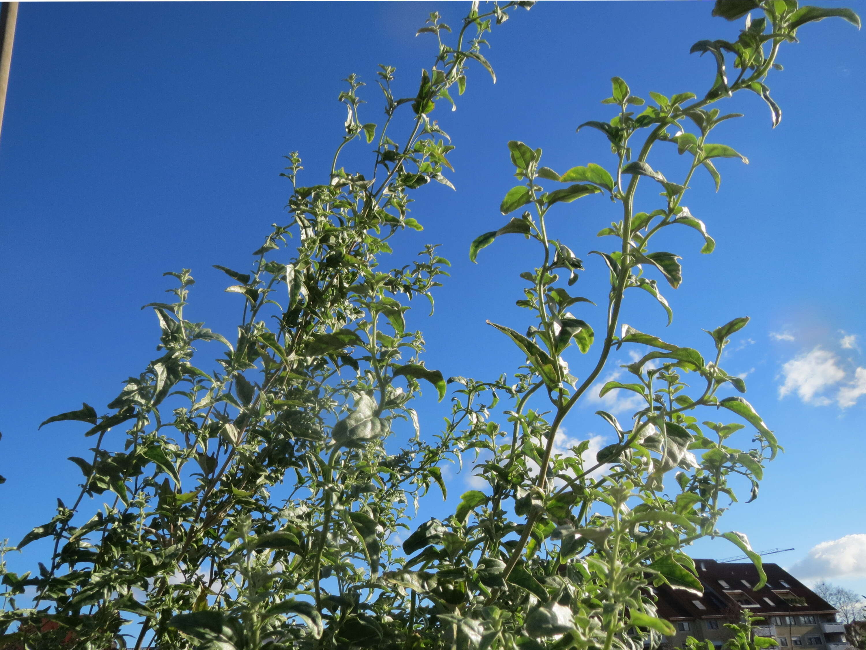 Image de Atriplex sagittata Bkh.