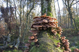 Image of Armillaria ostoyae (Romagn.) Herink 1973