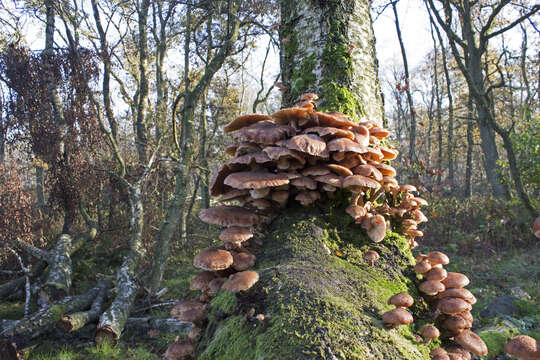 Image of Armillaria ostoyae (Romagn.) Herink 1973