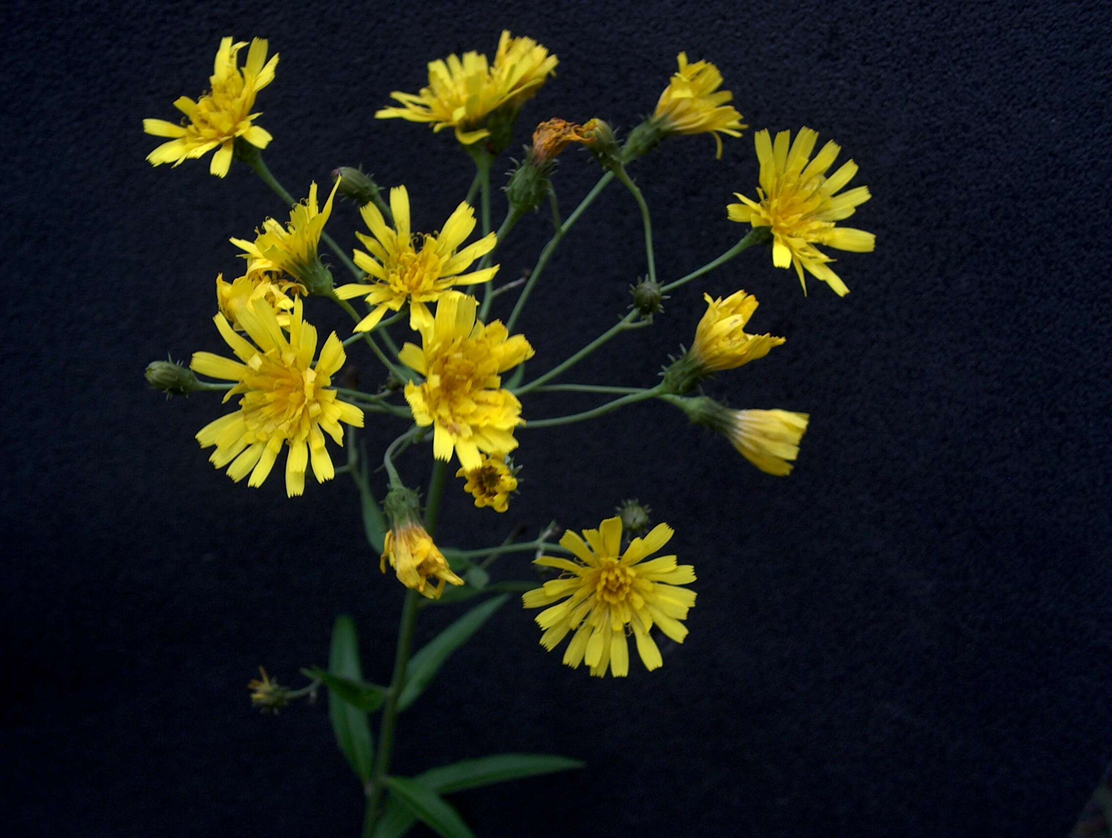 Image of hawkweed