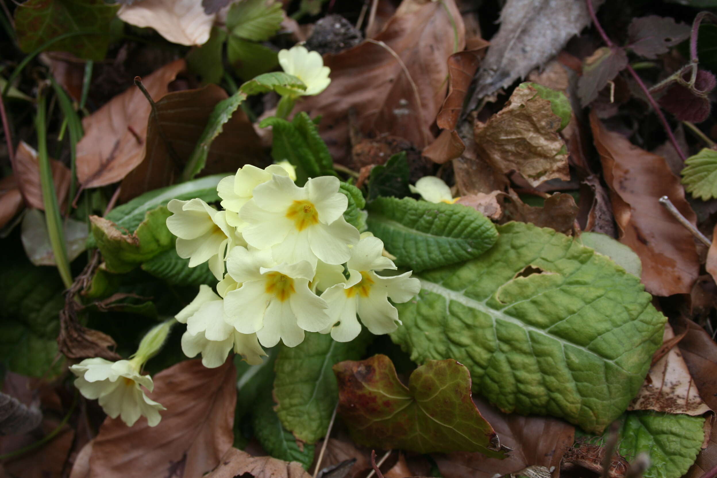 Image of Primrose