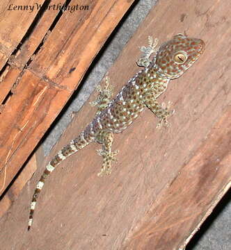 صورة Gekko gecko (Linnaeus 1758)