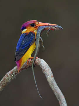 Image of Black-backed Kingfisher